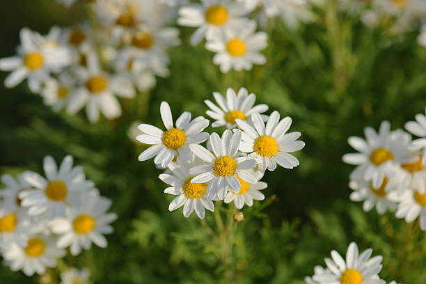 istock chamomiles in the nature 635738770