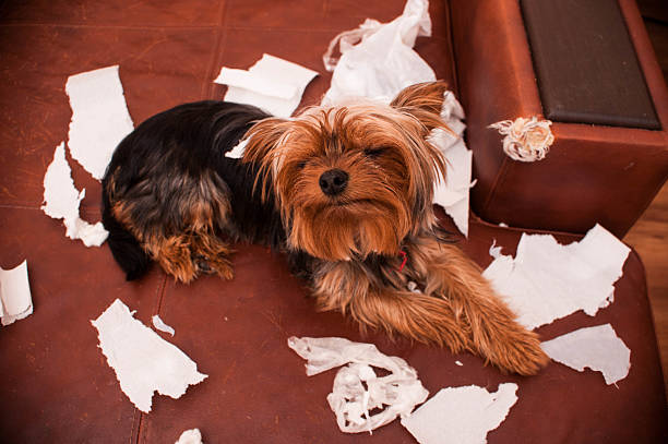 zły pies - dog home interior loneliness destruction zdjęcia i obrazy z banku zdjęć