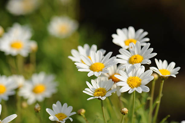 istock chamomiles in the nature 635738846