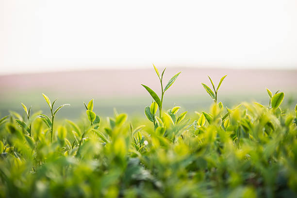 istock tea farm in the morning 635739286