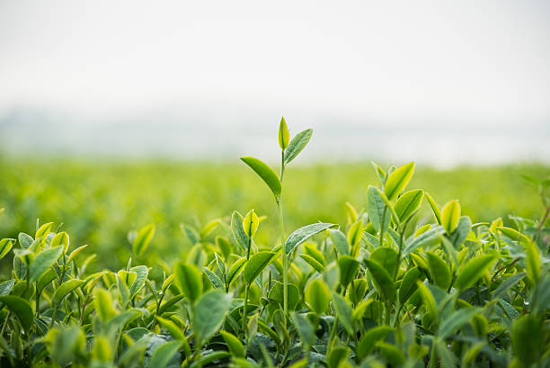 istock tea farm in the morning 635739474