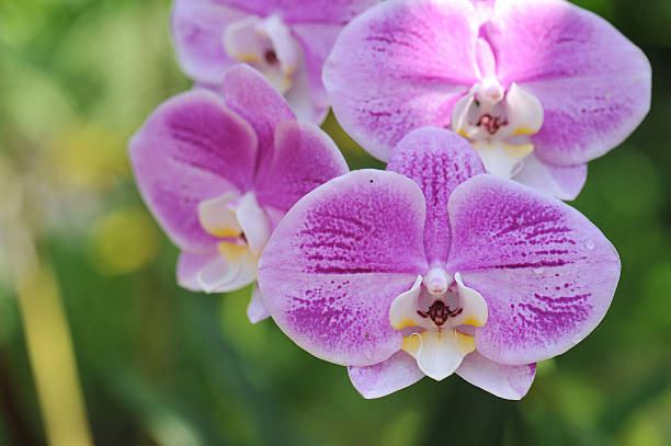 istock orchid flowers. Beautiful orchid flowers. 635740226