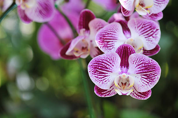 istock orchid flowers. Beautiful orchid flowers. 635740232