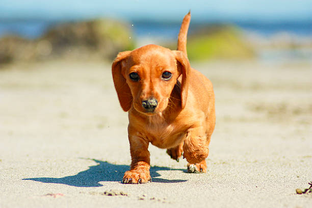 mini bassotto  - dachshund foto e immagini stock