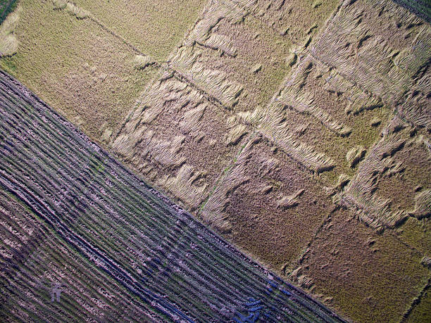 istock Terraced Rice Field in Chiangmai, Thailand top view 635741292