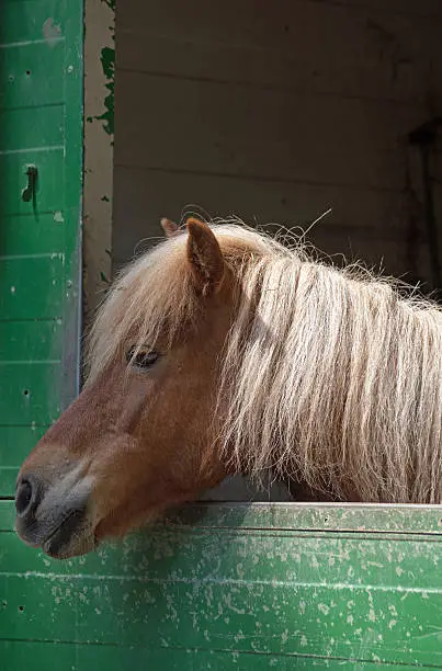 Shetland pony (Equus przewalski caballus)