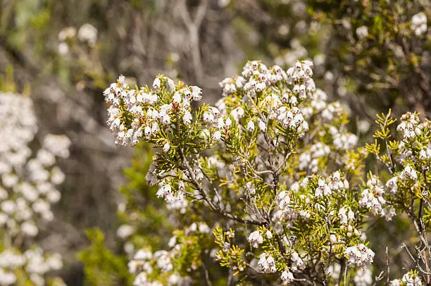 Flowers of Tree Heath, Erica arborea. Photo taken in Toledo Mountains, Ciudad Real Province, Spain