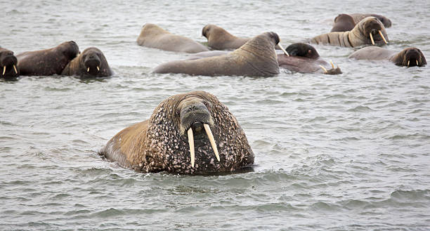 istock Walrus in the sea 635746678