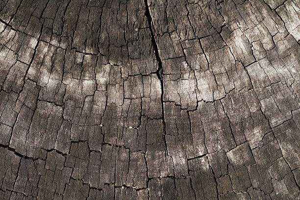 istock Cross section of wood bark texture 635748152