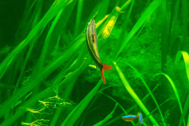 poissons dans un aquarium sur fond vert - aquaristik photos et images de collection