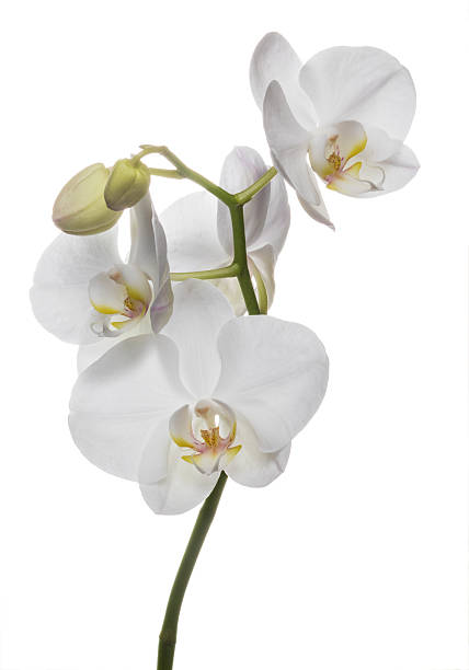istock Alluring white orchids flowers isolated on a white background 635753738