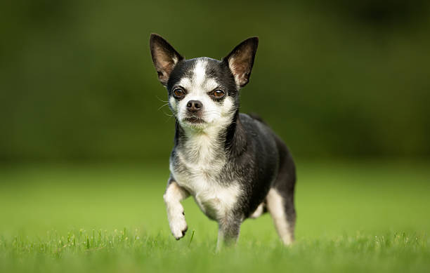 istock Chihuahua Dog on Grass 635755082