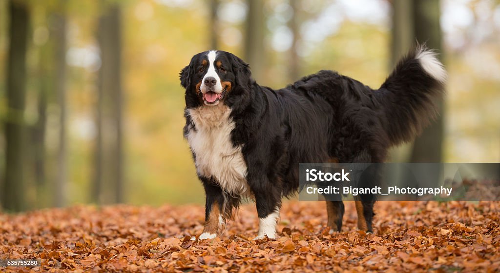 Bernese Mountain Dog Purebred adult Bernese Mountain Dog outdoors in the forest on a cloudy day during autumn. Bernese Mountain Dog Stock Photo