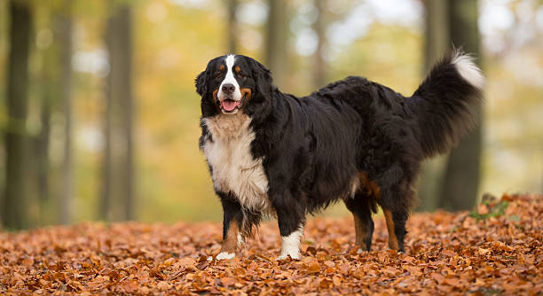 Bernese Mountain Dog Purebred adult Bernese Mountain Dog outdoors in the forest on a cloudy day during autumn. bernese mountain dog photos stock pictures, royalty-free photos & images