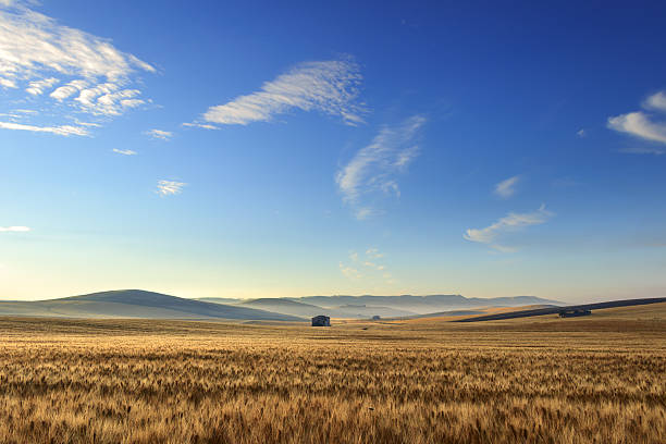 verão landscape.between apúlia e basilicata: campo de milho no início. (itália) - southern sky imagens e fotografias de stock