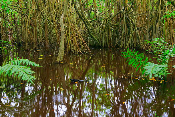 Swamp Wetland Mangrove tropical rainforest, tree trunks and roots Landscape