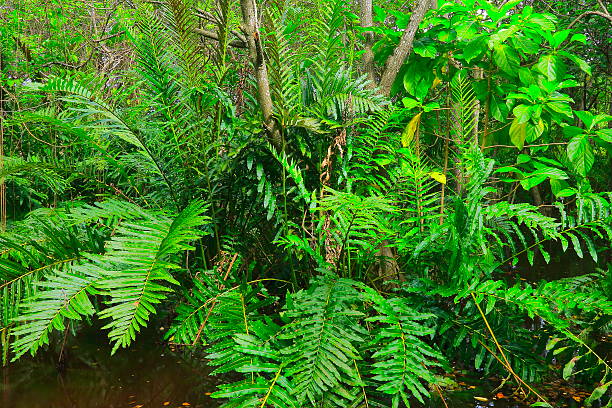 feuillage vert: fougères bracken, jungle swamp wetland, forêt tropicale humide paysage - green woods forest southern brazil photos et images de collection