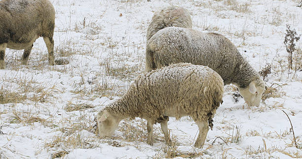 istock Sheep in field in snow 635757326