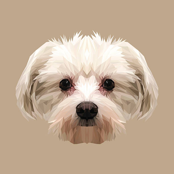 illustrazioni stock, clip art, cartoni animati e icone di tendenza di animale cane maltese basso poli design. - occhio di animale