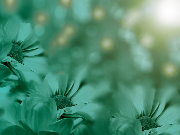 istock turquoise flowers chamomile on a  blurred  background. 635765094