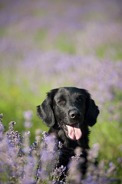istock Cute dog in flowers 635765136