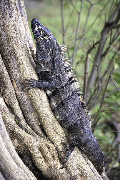 Large iguana on a tree. stock photo