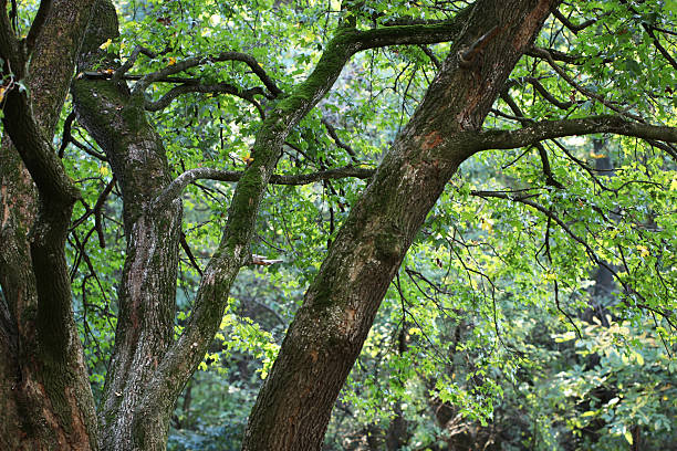 istock Green Forest on a bright sunny day 635766526