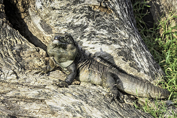 istock Male iguana on a tree in Costa Rica. 635766736
