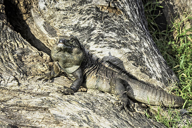 Male iguana on a tree in Costa Rica. stock photo