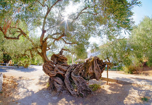The Puglia region of Italy is filled with ancient olive trees like this one.