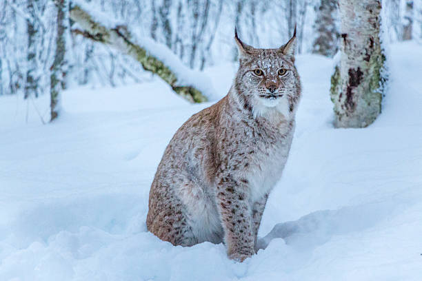 istock Bobcat - lynx in the snow 635767264