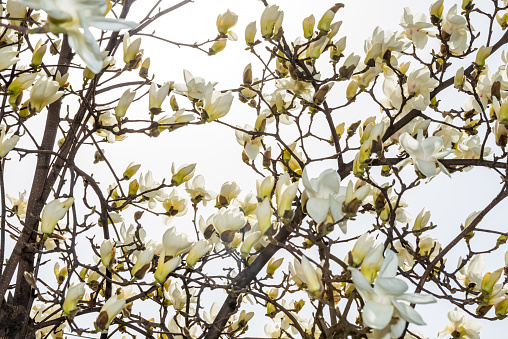 [Spring Set] Magnolia,beautiful white flower