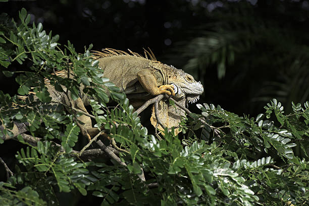 Adult iguana on a tree branch in Costa Rica. stock photo