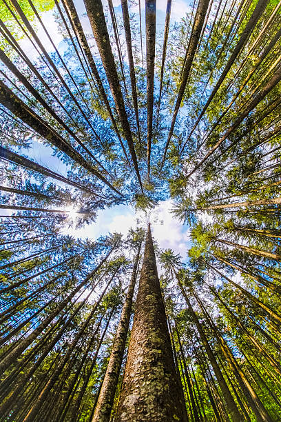 istock high forest trees woods fisheye panoramic shot. artistic interpr 635773610
