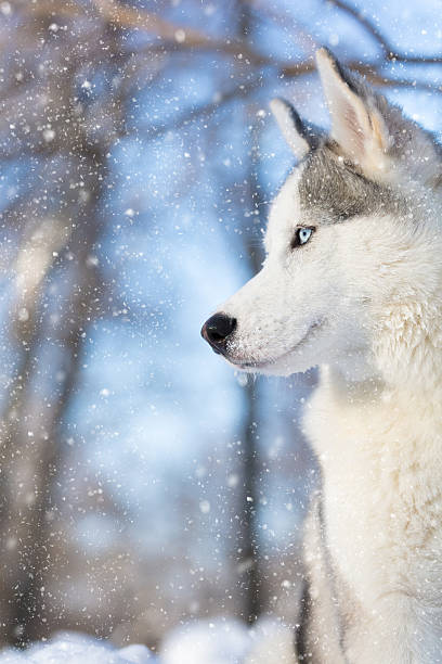 istock husky puppy with blue eyes 635774152