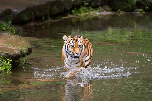 istock Tiger in the water 635774170
