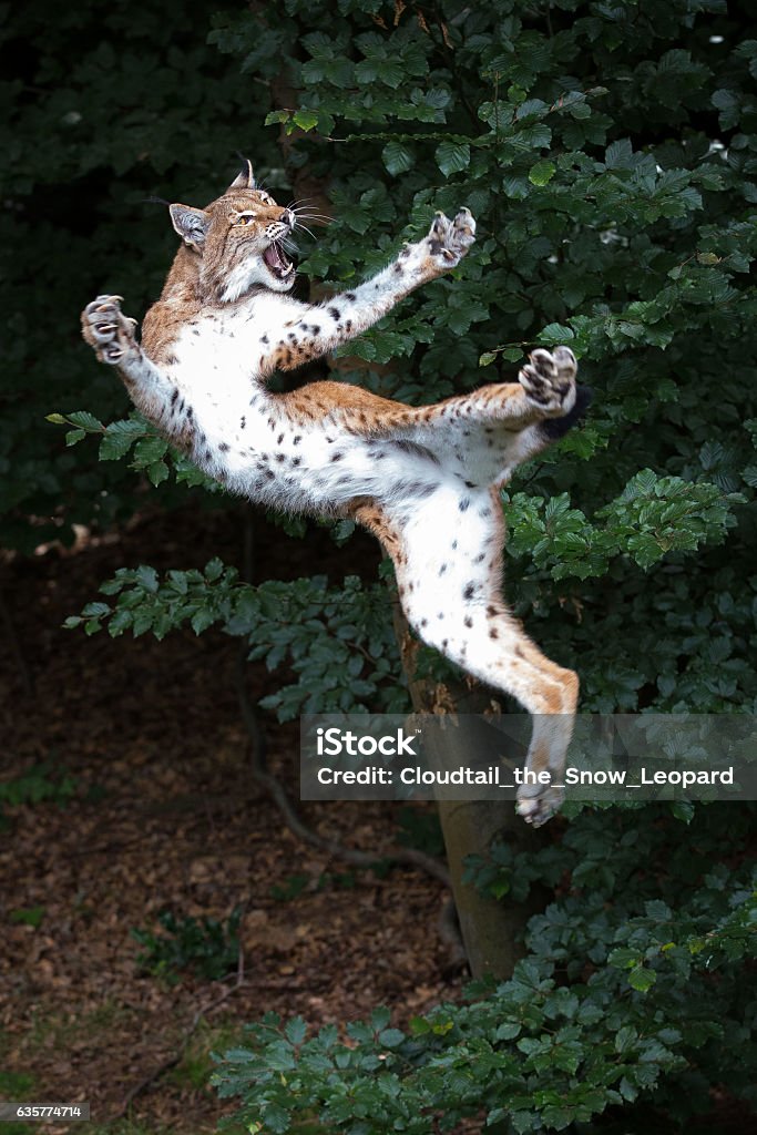 lynx sautant - Photo de Lynx libre de droits
