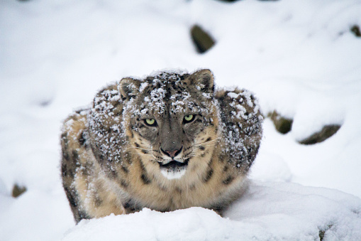 Snow Leopard on log over pond