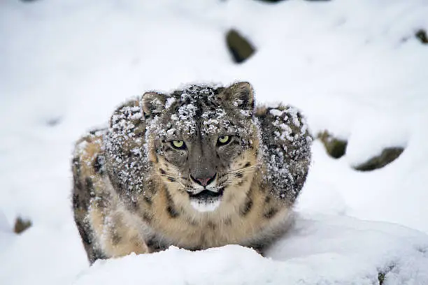 Photo of Irbis in snow