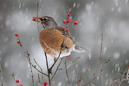 An american robin (Turdus migratorius) eating berries in a winter snowstorm.