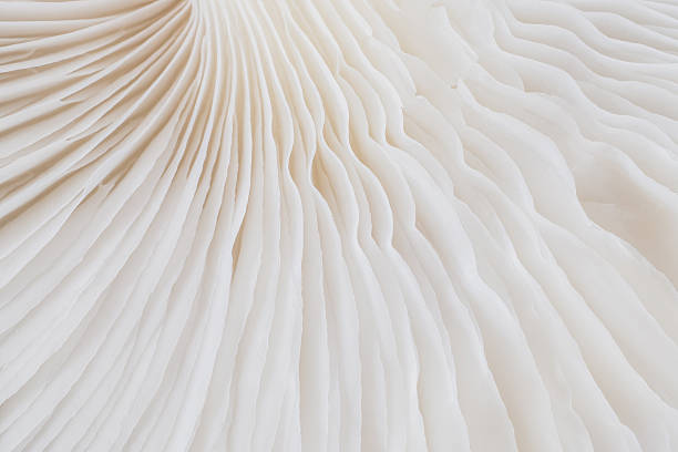 istock abstract background macro of Sajor-caju Mushroom 635776888