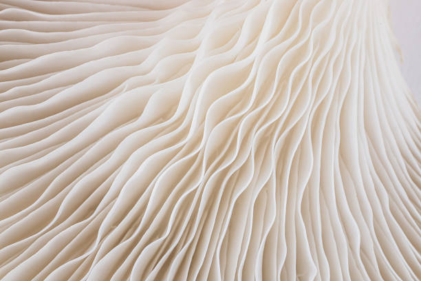 istock abstract background macro of Sajor-caju Mushroom 635777042