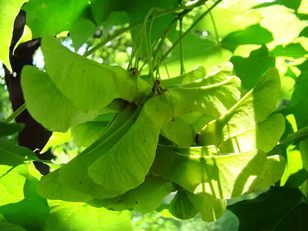 maple seeds ripening on the tree