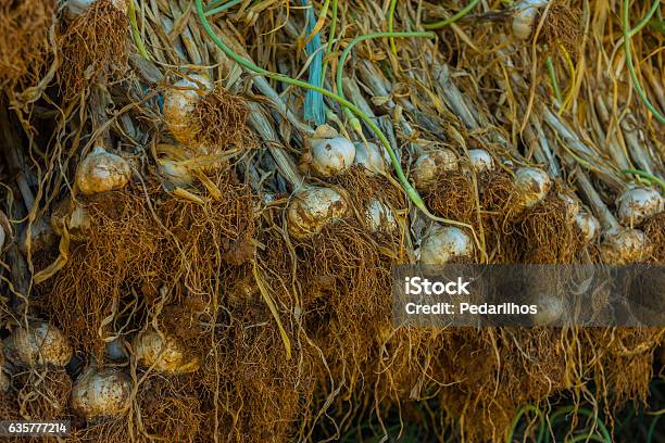 Drying Garlic At The Shadow Stock Photo - Download Image Now - Agriculture, Backgrounds, Cleaning
