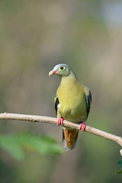 istock Thick-billed Green Pigeon 635777304