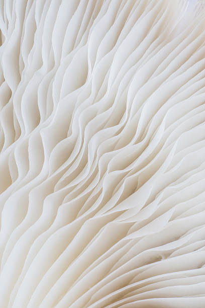 istock abstract background macro of Sajor-caju Mushroom 635777474