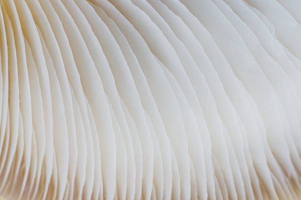 istock abstract background macro of Sajor-caju Mushroom 635777584