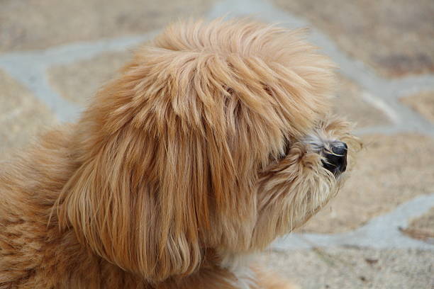 Head of a Lhasa Apso dog in a garden