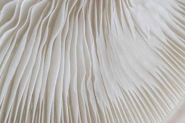istock abstract background macro of Sajor-caju Mushroom 635778656