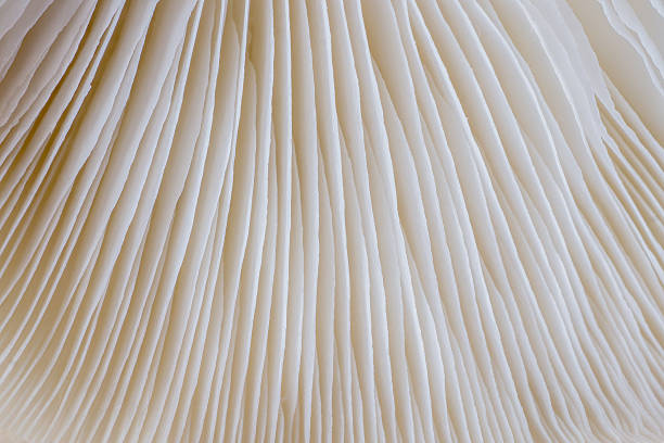 istock abstract background macro of Sajor-caju Mushroom 635778744